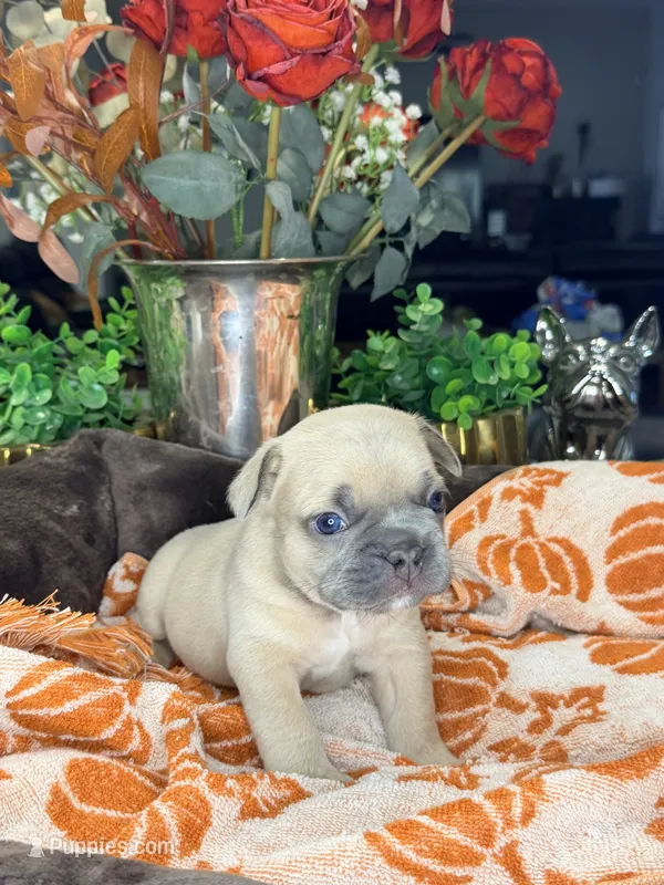 Pumkin – French Bulldog puppy for sale in Peoria, AZ