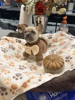 Pumpkin 🎃🐾, a male French Bulldog for sale in Peoria, AZ – 5 of 10