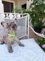 Chai, a male French Bulldog for sale in Peoria, AZ – 3 of 5
