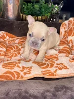 Peanut, a male French Bulldog for sale in Peoria, AZ – 8 of 8
