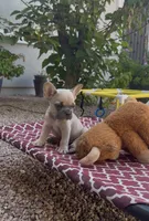 Pumpkin 🎃🐾, a male French Bulldog for sale in Peoria, AZ – 9 of 10