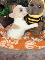 Ember, a male French Bulldog for sale in Peoria, AZ – 3 of 6