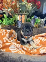 Angus, a male French Bulldog for sale in Peoria, AZ – 9 of 9