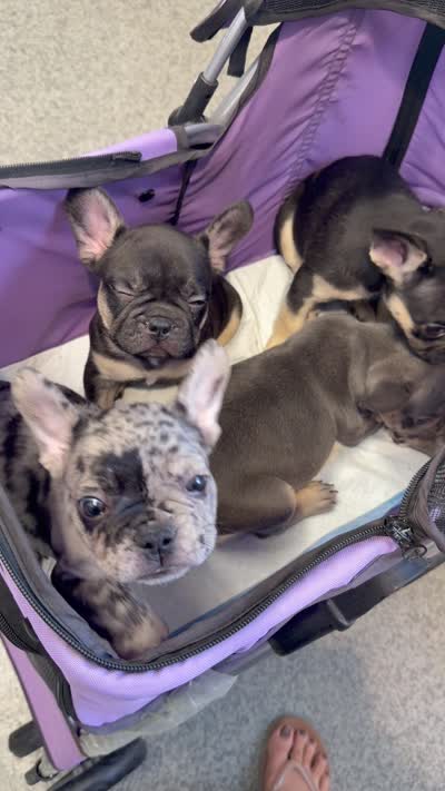 Angus, a male French Bulldog for sale in Peoria, AZ – 7 of 9