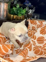 Peanut, a male French Bulldog for sale in Peoria, AZ – 3 of 8