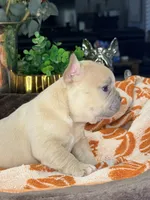 Peanut, a male French Bulldog for sale in Peoria, AZ – 1 of 8