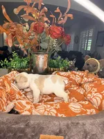 Ember, a male French Bulldog for sale in Peoria, AZ – 5 of 6