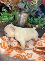 Peanut, a male French Bulldog for sale in Peoria, AZ – 5 of 8