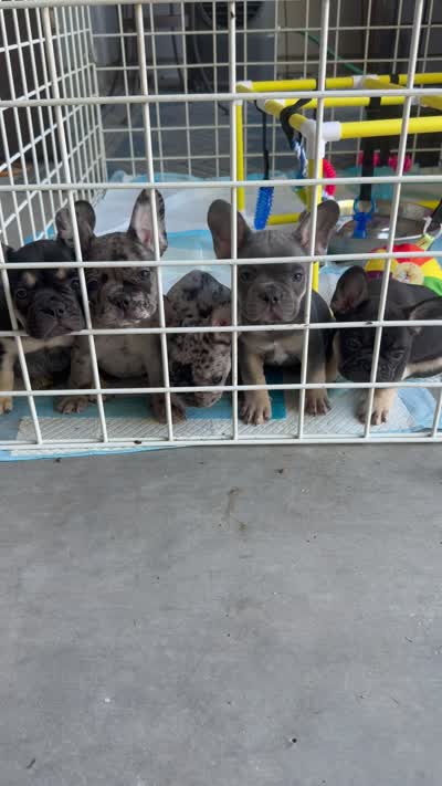 Willow, a female French Bulldog for sale in Peoria, AZ – 7 of 7