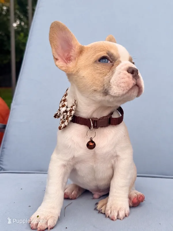 Ember – French Bulldog puppy for sale in Peoria, AZ