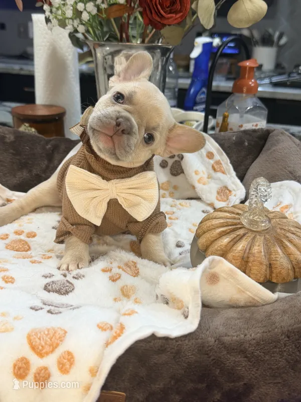 Peanut – French Bulldog puppy for sale in Peoria, AZ