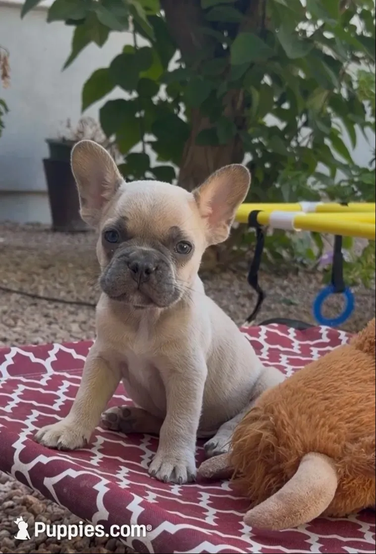 Pumpkin 🎃🐾, a male French Bulldog for sale in Peoria, AZ – 2 of 10