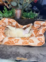 Peanut, a male French Bulldog for sale in Peoria, AZ – 6 of 8
