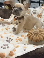 Pumpkin 🎃🐾, a male French Bulldog for sale in Peoria, AZ – 7 of 10
