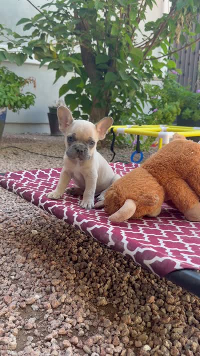 Pumpkin 🎃🐾, a male French Bulldog for sale in Peoria, AZ – 10 of 10