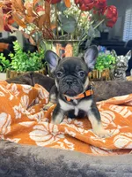 Angus, a male French Bulldog for sale in Peoria, AZ – 6 of 9