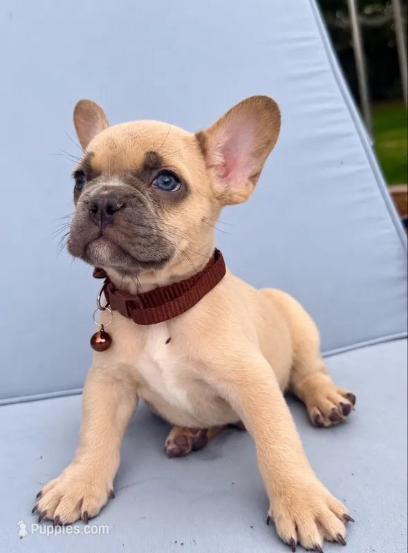 Pumpkin 🎃🐾, a male French Bulldog for sale in Peoria, AZ – 1 of 10