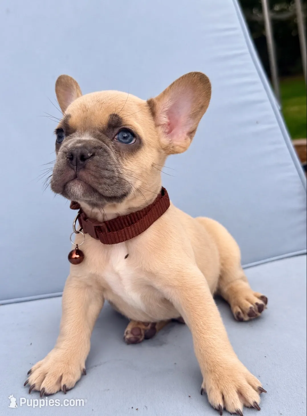 Pumpkin 🎃🐾, a male French Bulldog for sale in Peoria, AZ – 1 of 10