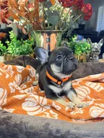 Angus, a male French Bulldog for sale in Peoria, AZ – 8 of 9