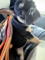 Willow, a female French Bulldog for sale in Peoria, AZ – 2 of 7