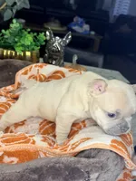 Peanut, a male French Bulldog for sale in Peoria, AZ – 2 of 8