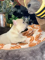 Peanut, a male French Bulldog for sale in Peoria, AZ – 4 of 8