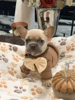 Pumpkin 🎃🐾, a male French Bulldog for sale in Peoria, AZ – 3 of 10