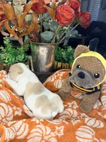 Ember, a male French Bulldog for sale in Peoria, AZ – 6 of 6
