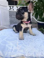 Willow, a female French Bulldog for sale in Peoria, AZ – 5 of 7