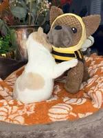Ember, a male French Bulldog for sale in Peoria, AZ – 2 of 6