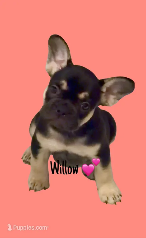 Willow – French Bulldog puppy for sale in Peoria, AZ