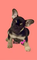 Willow, a female French Bulldog for sale in Peoria, AZ – 1 of 7