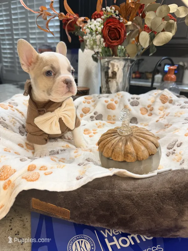Ember – French Bulldog puppy for sale in Peoria, AZ
