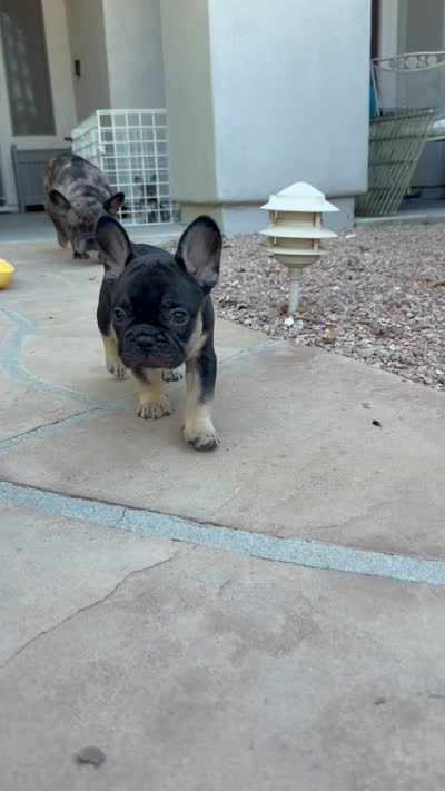 Angus, a male French Bulldog for sale in Peoria, AZ – 5 of 9