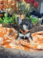 Angus, a male French Bulldog for sale in Peoria, AZ – 4 of 9