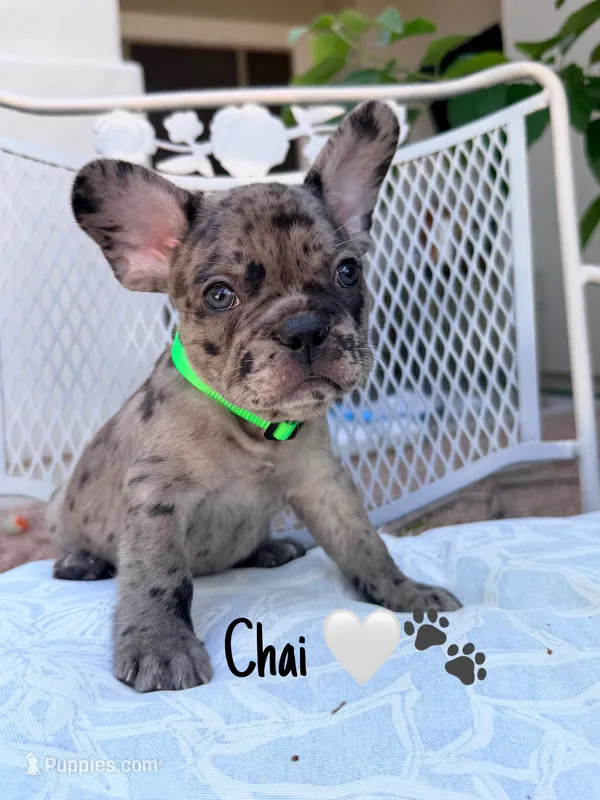 Chai – French Bulldog puppy for sale in Peoria, AZ