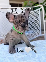 Chai, a male French Bulldog for sale in Peoria, AZ – 1 of 5