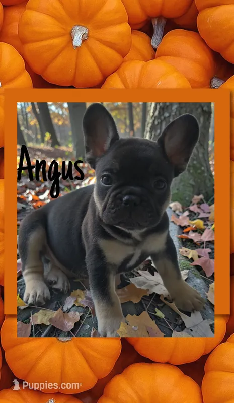 Angus – French Bulldog puppy for sale in Peoria, AZ
