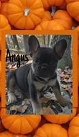 Angus, a male French Bulldog for sale in Peoria, AZ – 1 of 9