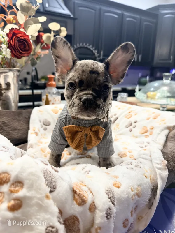 Chai – French Bulldog puppy for sale in Peoria, AZ