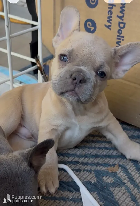 Peanut – French Bulldog puppy for sale in Peoria, AZ