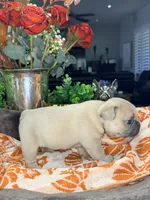 Pumkin, a male French Bulldog for sale in Peoria, AZ – 3 of 6