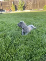Layla, a female Cane Corso for sale in Grabill, IN – 3 of 5