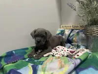 Layla, a female Cane Corso for sale in Grabill, IN – 2 of 4