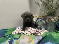 Layla, a female Cane Corso for sale in Grabill, IN – 3 of 4
