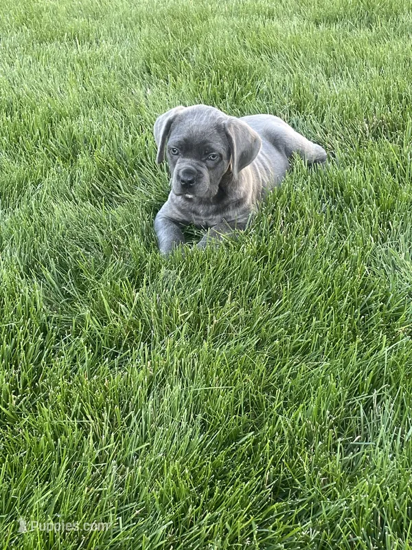 Layla – Cane Corso puppy for sale in Grabill, IN