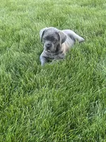 Layla, a female Cane Corso for sale in Grabill, IN – 1 of 5