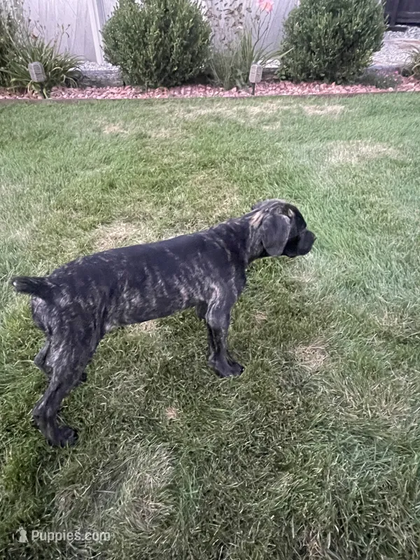 Abby – Cane Corso puppy for sale in Grabill, IN