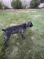 Abby, a female Cane Corso for sale in Grabill, IN – 1 of 4