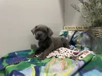 Layla, a female Cane Corso for sale in Grabill, IN – 1 of 4